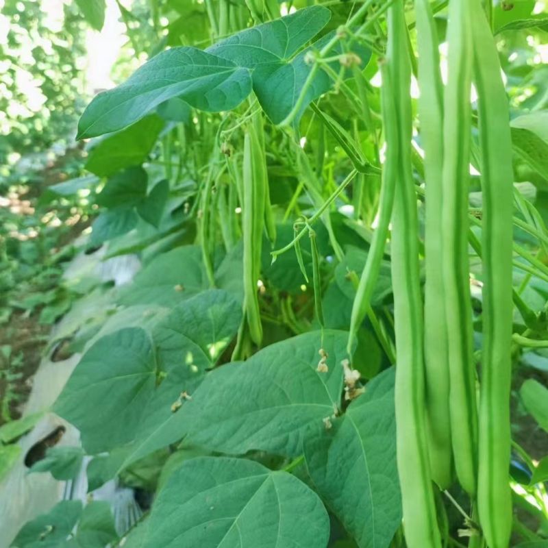 太空绿小金豆种子抗寒耐热芸豆四季豆种子春秋季菜豆种子