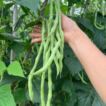 绿领架豆王3号无筋架豆种子厚肉中熟春秋长豆角种籽