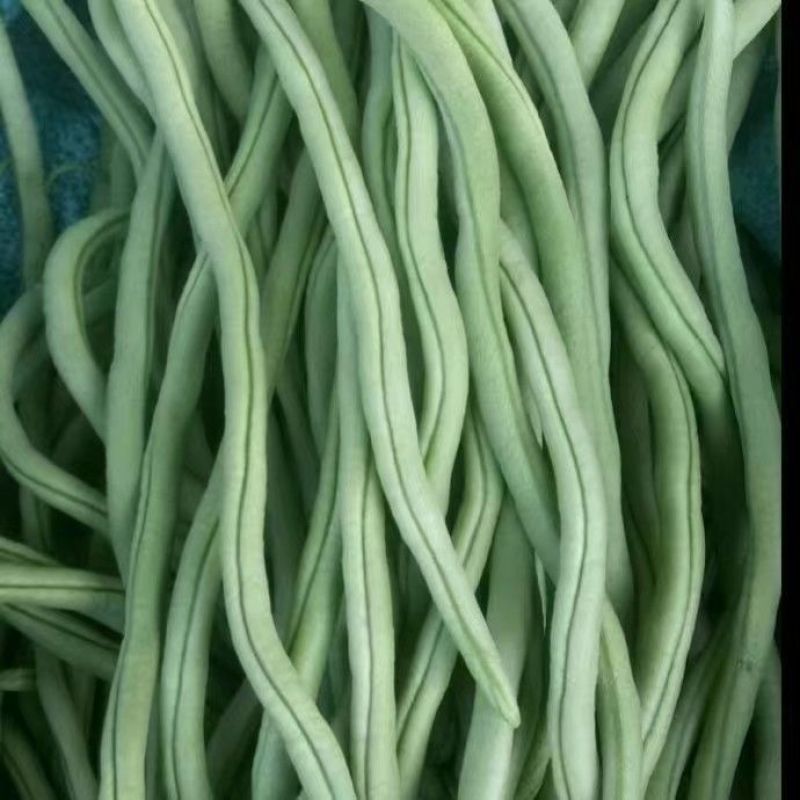 绿领架豆王3号无筋架豆种子厚肉中熟春秋长豆角种籽