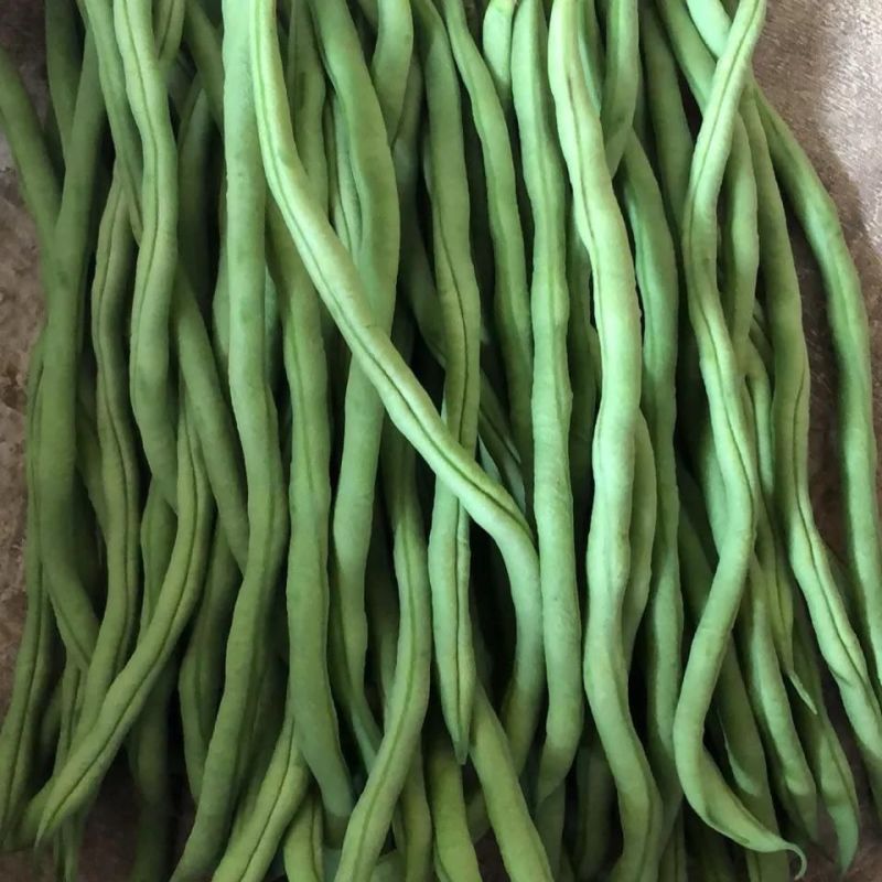 绿领架豆王3号无筋架豆种子厚肉中熟春秋长豆角种籽