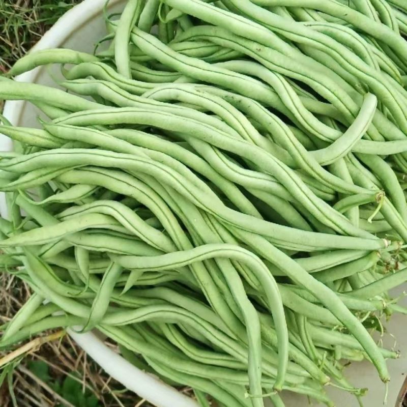 绿领架豆王3号无筋架豆种子厚肉中熟春秋长豆角种籽