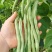 绿领架豆王3号无筋架豆种子厚肉中熟春秋长豆角种籽