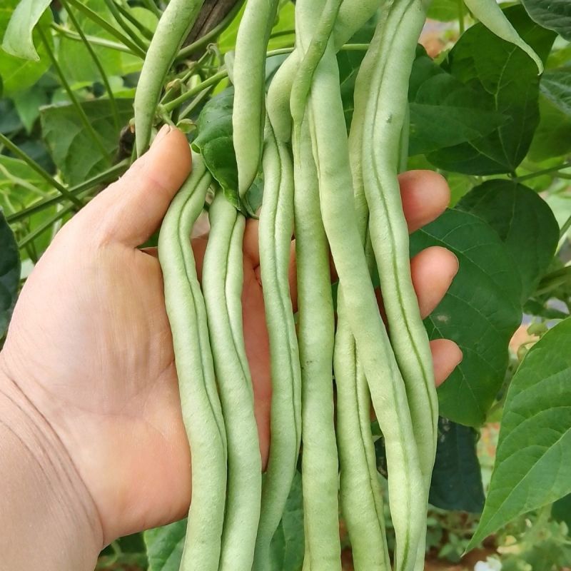 绿领架豆王3号无筋架豆种子厚肉中熟春秋长豆角种籽