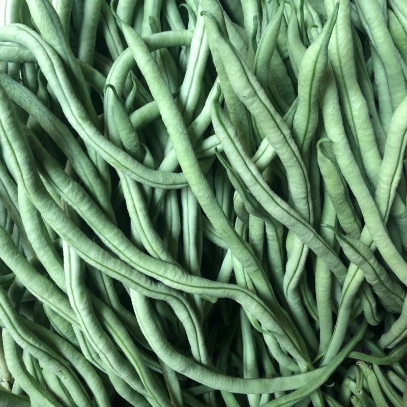 绿领架豆王3号无筋架豆种子厚肉中熟春秋长豆角种籽