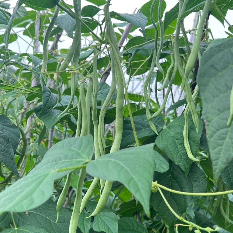 绿领架豆王3号无筋架豆种子厚肉中熟春秋长豆角种籽