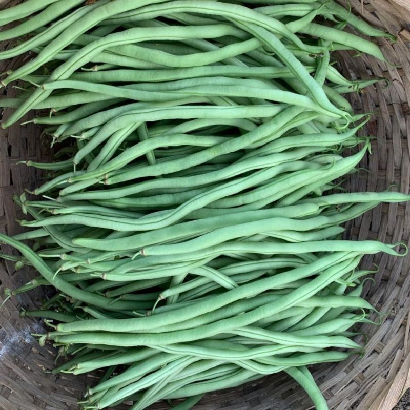绿领架豆王3号无筋架豆种子厚肉中熟春秋长豆角种籽