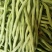 绿领架豆王3号无筋架豆种子厚肉中熟春秋长豆角种籽