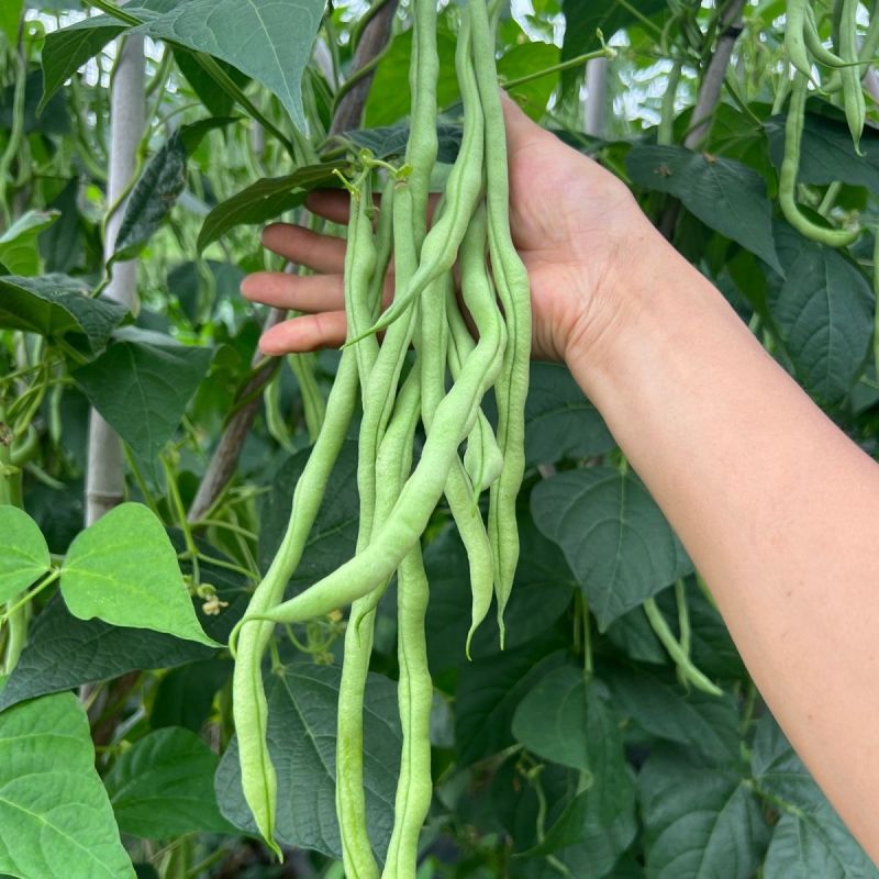 绿领架豆王3号无筋架豆种子厚肉中熟春秋长豆角种籽