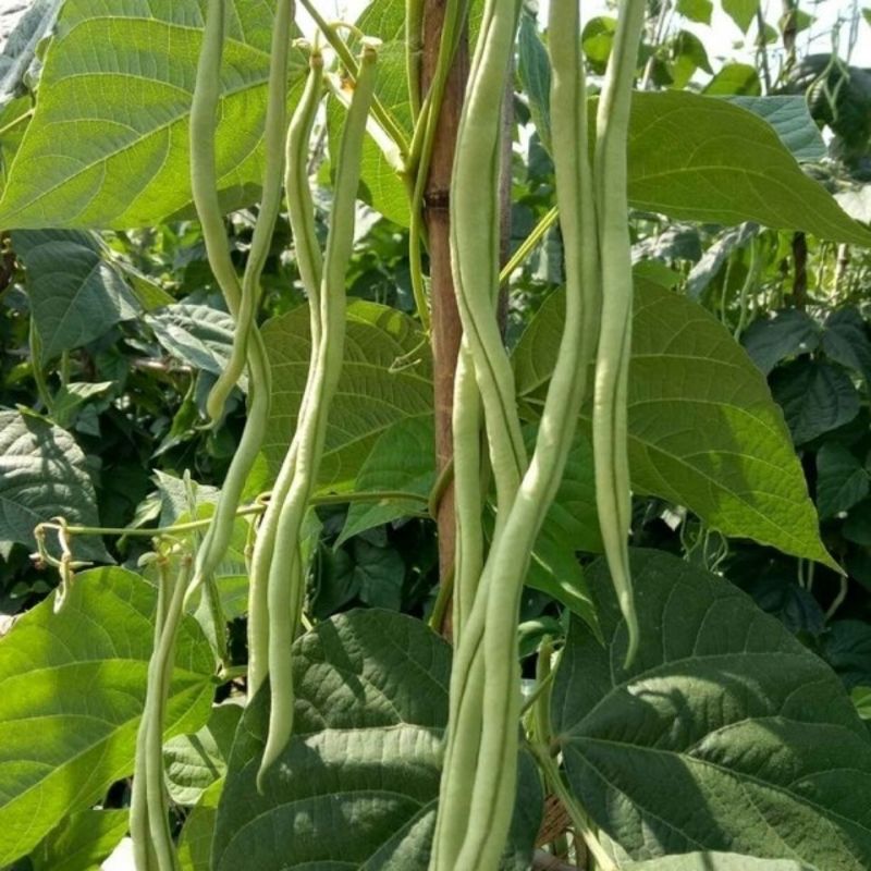 绿领架豆王3号无筋架豆种子厚肉中熟春秋长豆角种籽