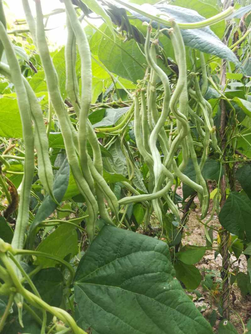 太空一号架豆王种子产量高纤维少中熟绿条圆长架豆种籽