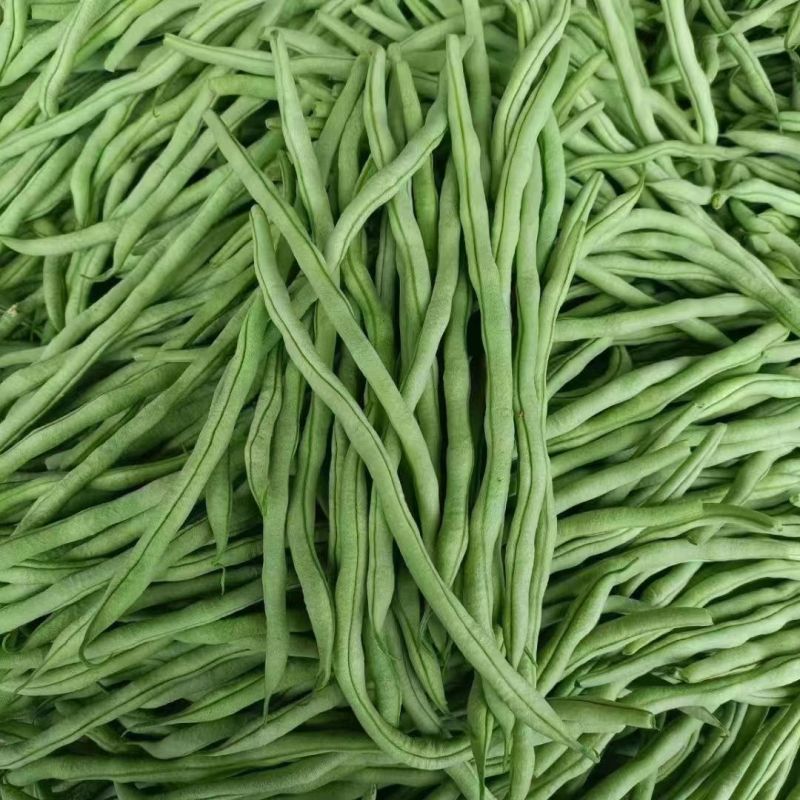 太空一号架豆王种子产量高纤维少中熟绿条圆长架豆种籽