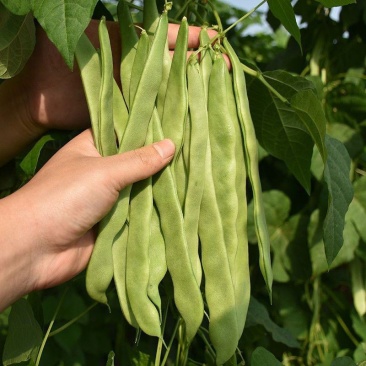 天下无双架豆种子扁条绿荚宽扁四季豆种籽肉厚无筋架豆王芸豆