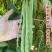 天下无双架豆种子扁条绿荚宽扁四季豆种籽肉厚无筋架豆王芸豆