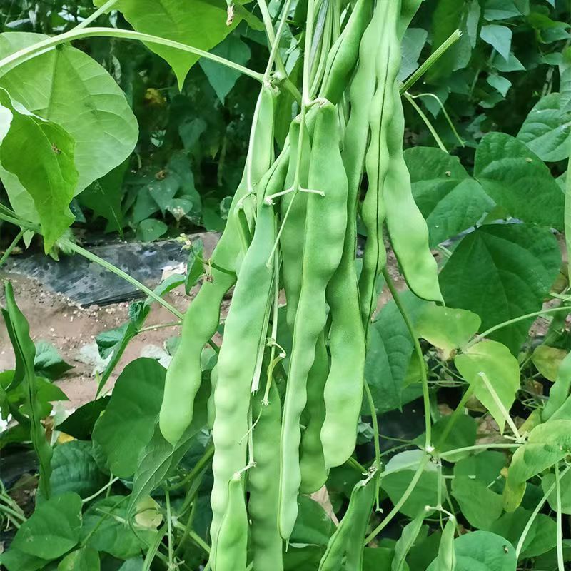 天下无双架豆种子扁条绿荚宽扁四季豆种籽肉厚无筋架豆王芸豆