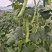 天下无双架豆种子扁条绿荚宽扁四季豆种籽肉厚无筋架豆王芸豆