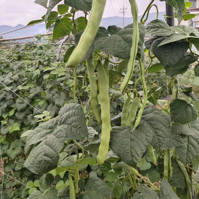 天下无双架豆种子扁条绿荚宽扁四季豆种籽肉厚无筋架豆王芸豆
