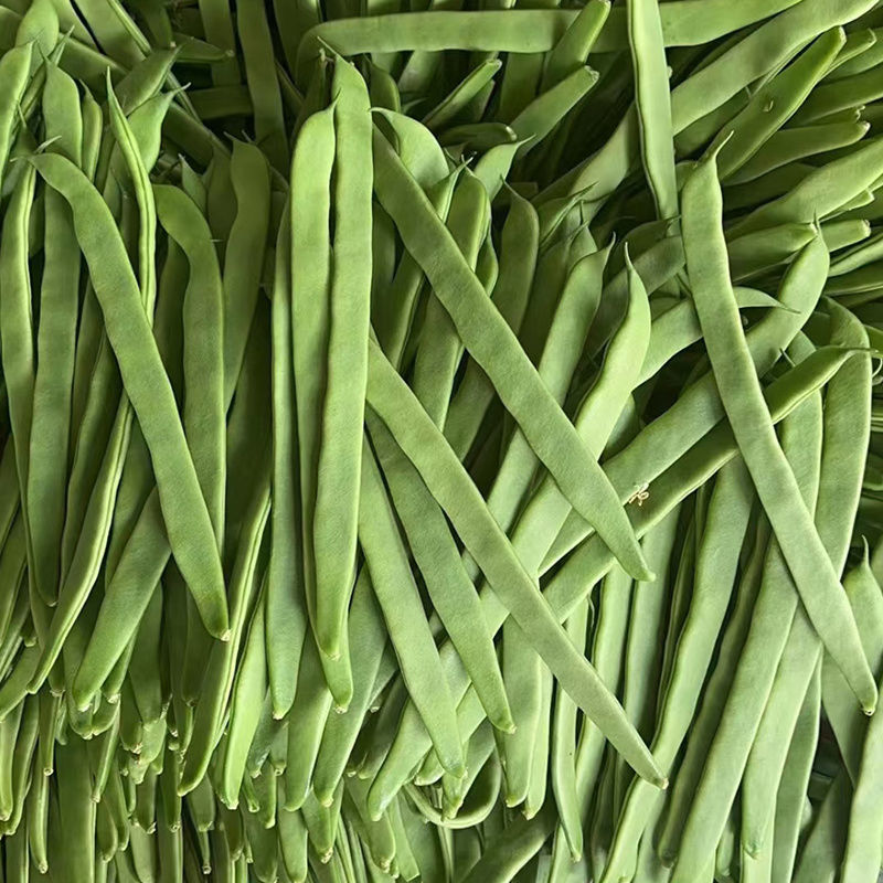 天下无双架豆种子扁条绿荚宽扁四季豆种籽肉厚无筋架豆王芸豆