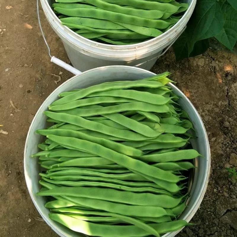 天下无双架豆种子扁条绿荚宽扁四季豆种籽肉厚无筋架豆王芸豆