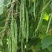 天下无双架豆种子扁条绿荚宽扁四季豆种籽肉厚无筋架豆王芸豆
