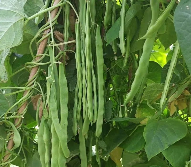 天下无双架豆种子扁条绿荚宽扁四季豆种籽肉厚无筋架豆王芸豆