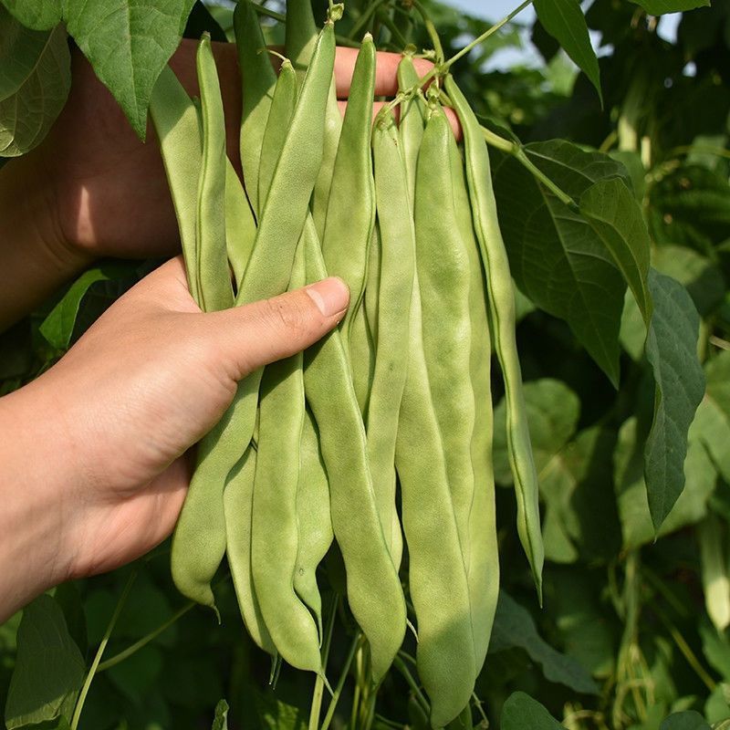 天下无双架豆种子扁条绿荚宽扁四季豆种籽肉厚无筋架豆王芸豆