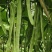天下无双架豆种子扁条绿荚宽扁四季豆种籽肉厚无筋架豆王芸豆