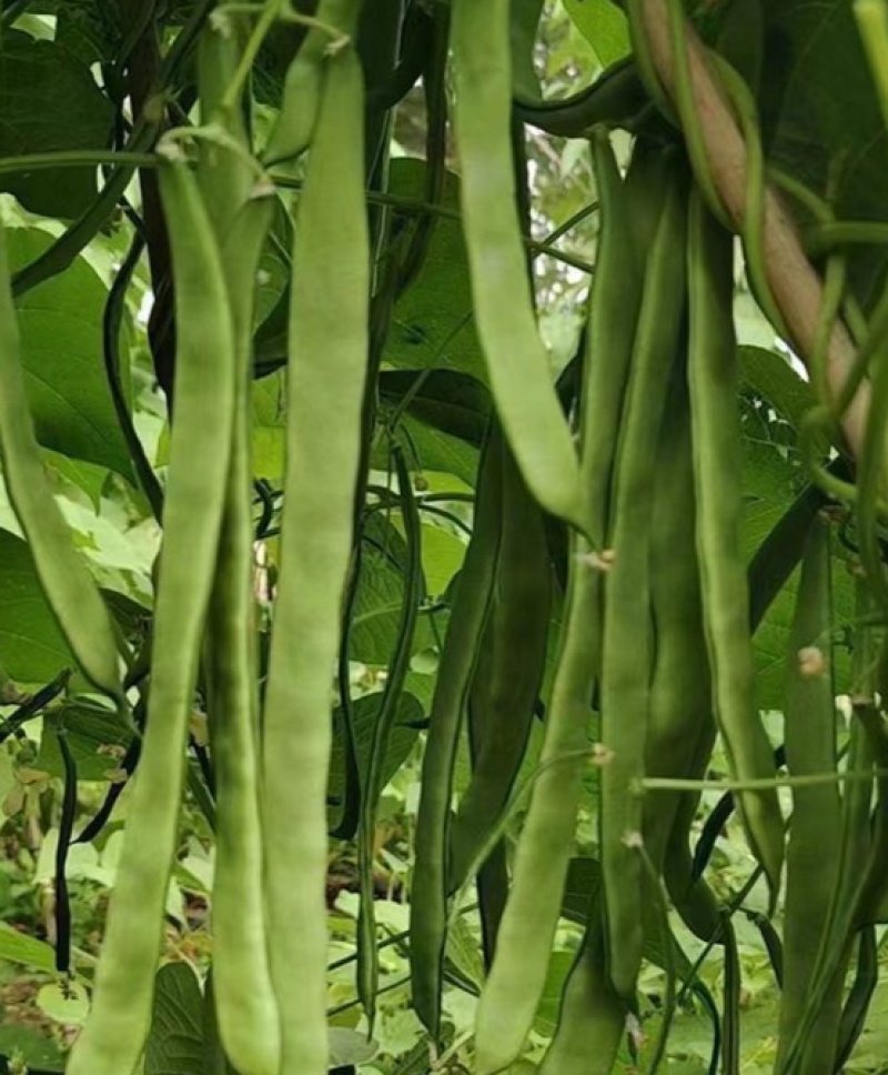 天下无双架豆种子扁条绿荚宽扁四季豆种籽肉厚无筋架豆王芸豆
