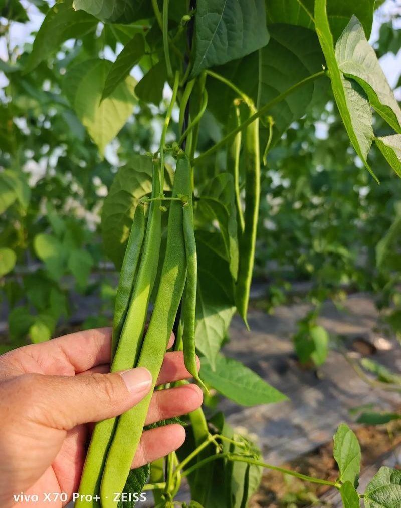聚宝盆架豆种子四季豆早中熟嫩荚淡绿色优质丰产抗病大田种籽