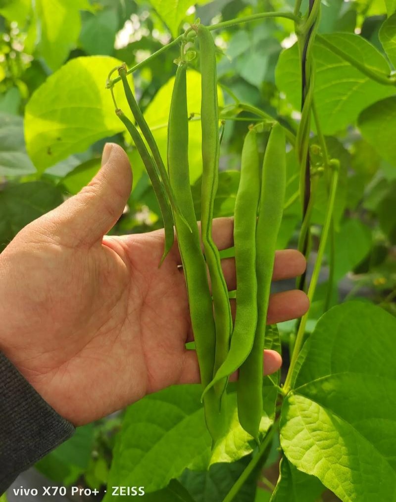 聚宝盆架豆种子四季豆早中熟嫩荚淡绿色优质丰产抗病大田种籽