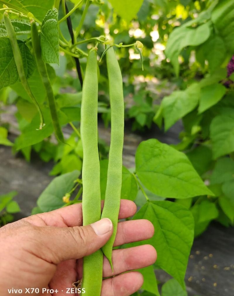 聚宝盆架豆种子四季豆早中熟嫩荚淡绿色优质丰产抗病大田种籽