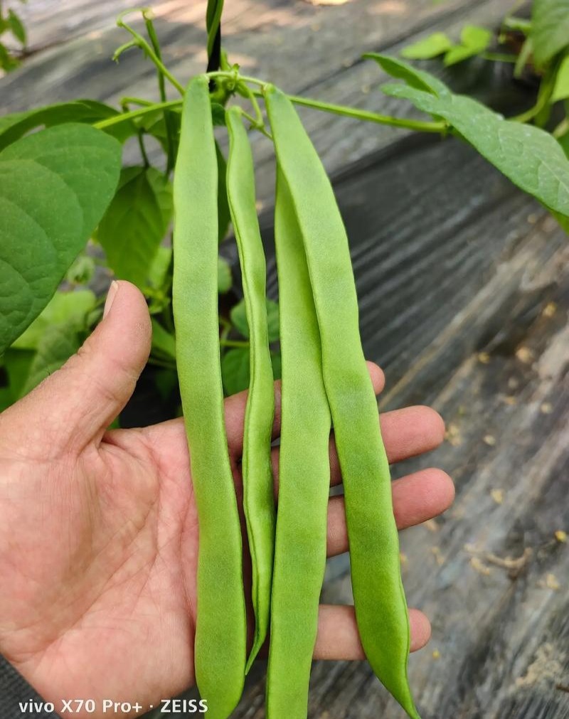 聚宝盆架豆种子四季豆早中熟嫩荚淡绿色优质丰产抗病大田种籽