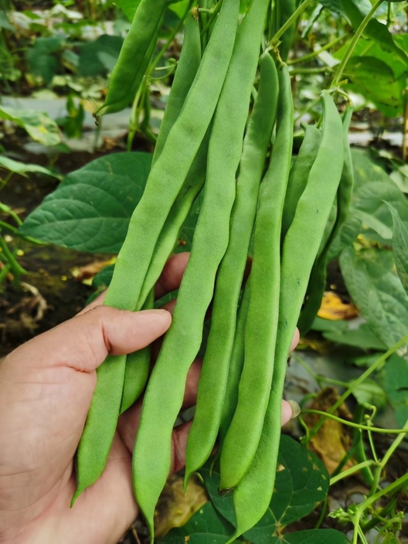 聚宝盆架豆种子四季豆早中熟嫩荚淡绿色优质丰产抗病大田种籽