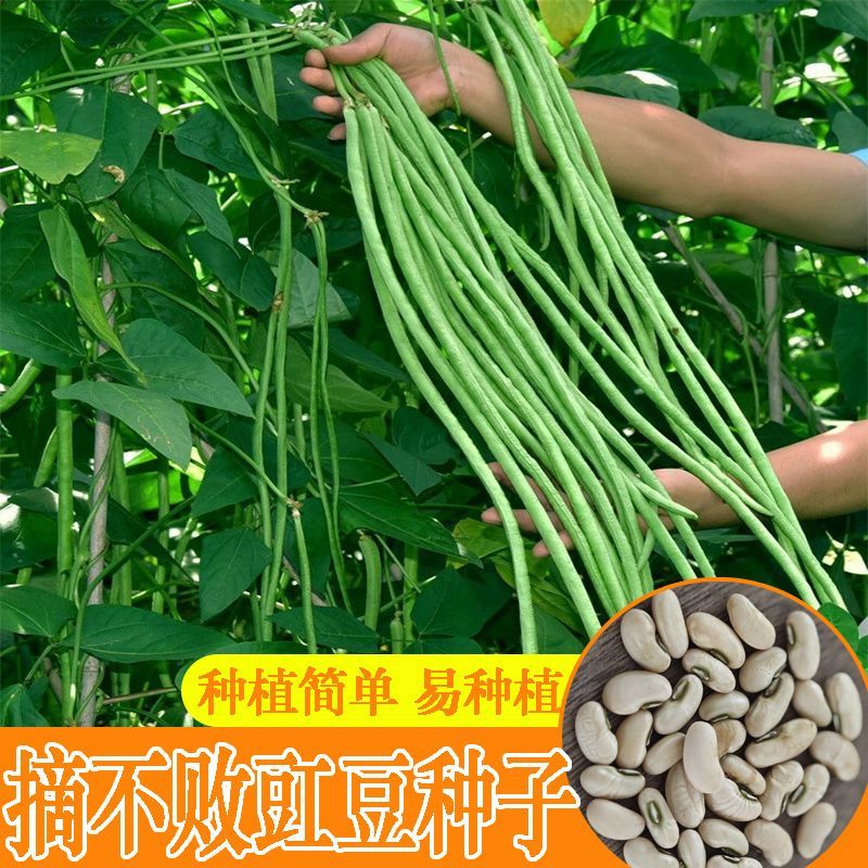 隆喜100豇豆种子高产耐热翠绿厚肉长豆角种
