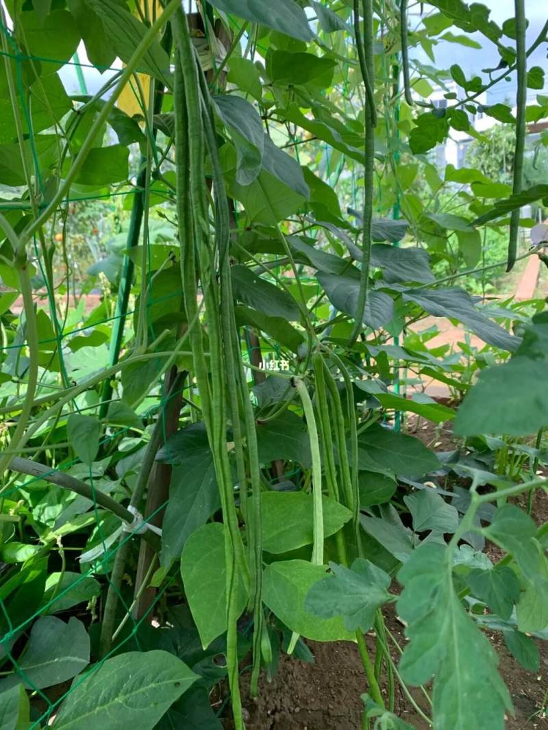 赣新烈火金刚长豇豆种子中早熟条荚翠绿色春秋长豆角种籽蔬菜