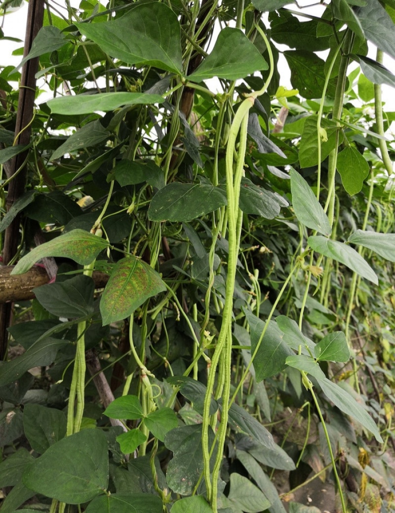 赣新烈火金刚长豇豆种子中早熟条荚翠绿色春秋长豆角种籽蔬菜