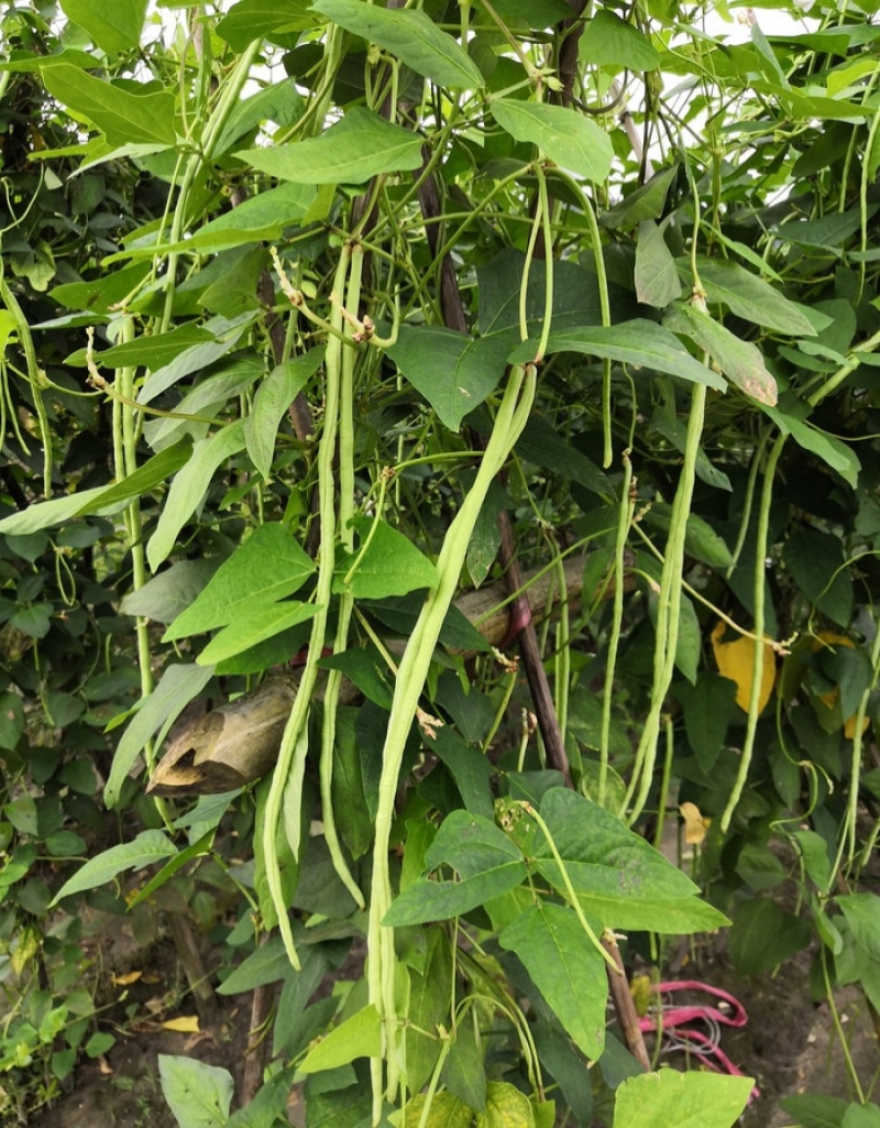 赣新烈火金刚长豇豆种子中早熟条荚翠绿色春秋长豆角种籽蔬菜