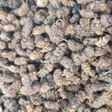 大量出售桑葚干