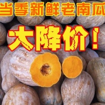 湖北全黄老南瓜金韩密本南瓜养殖加工厂南瓜电商长南瓜