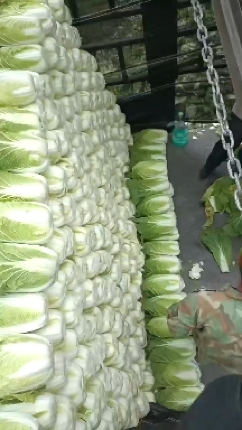 黄心大白菜，有爱你就来