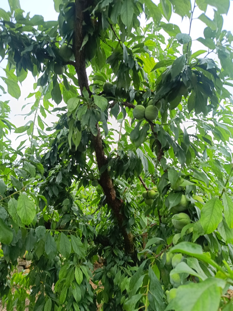重庆奉节中熟李子黄心上市，个大，口感好，一手货源，糖度高