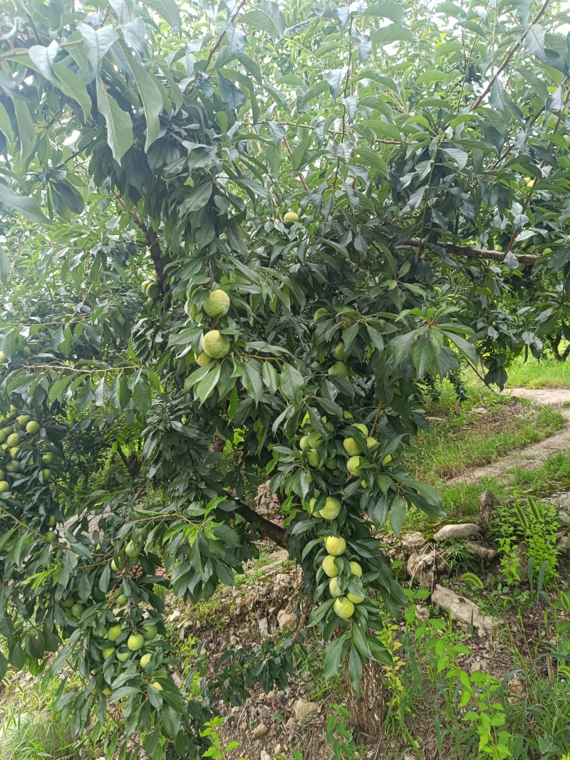 重庆奉节中熟李子黄心上市，个大，口感好，一手货源，糖度高
