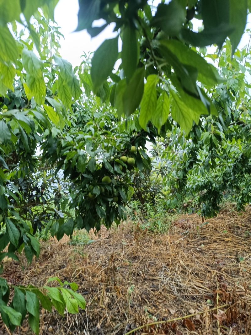 重庆奉节中熟李子黄心上市，个大，口感好，一手货源，糖度高