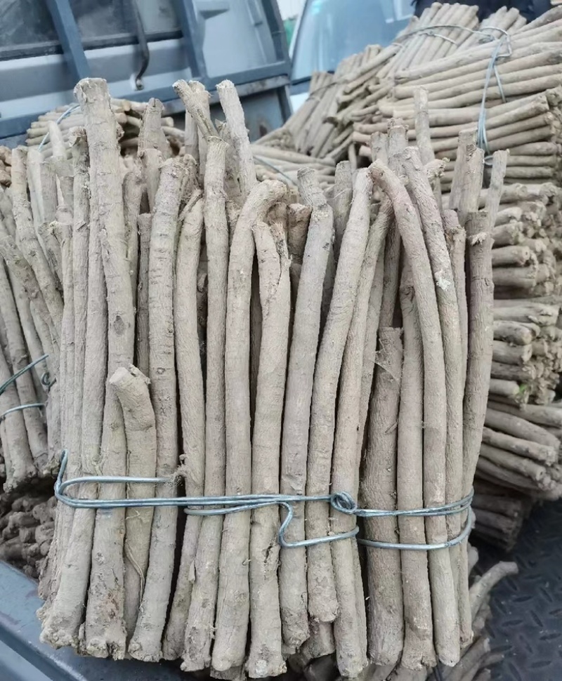 黄芪条【甘肃岷县黄芪条基地直发批发】批发