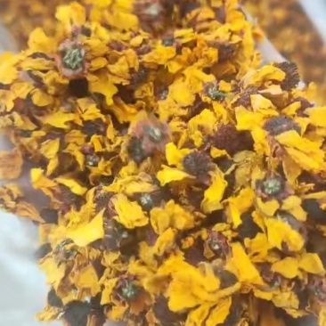 昆仑雪菊