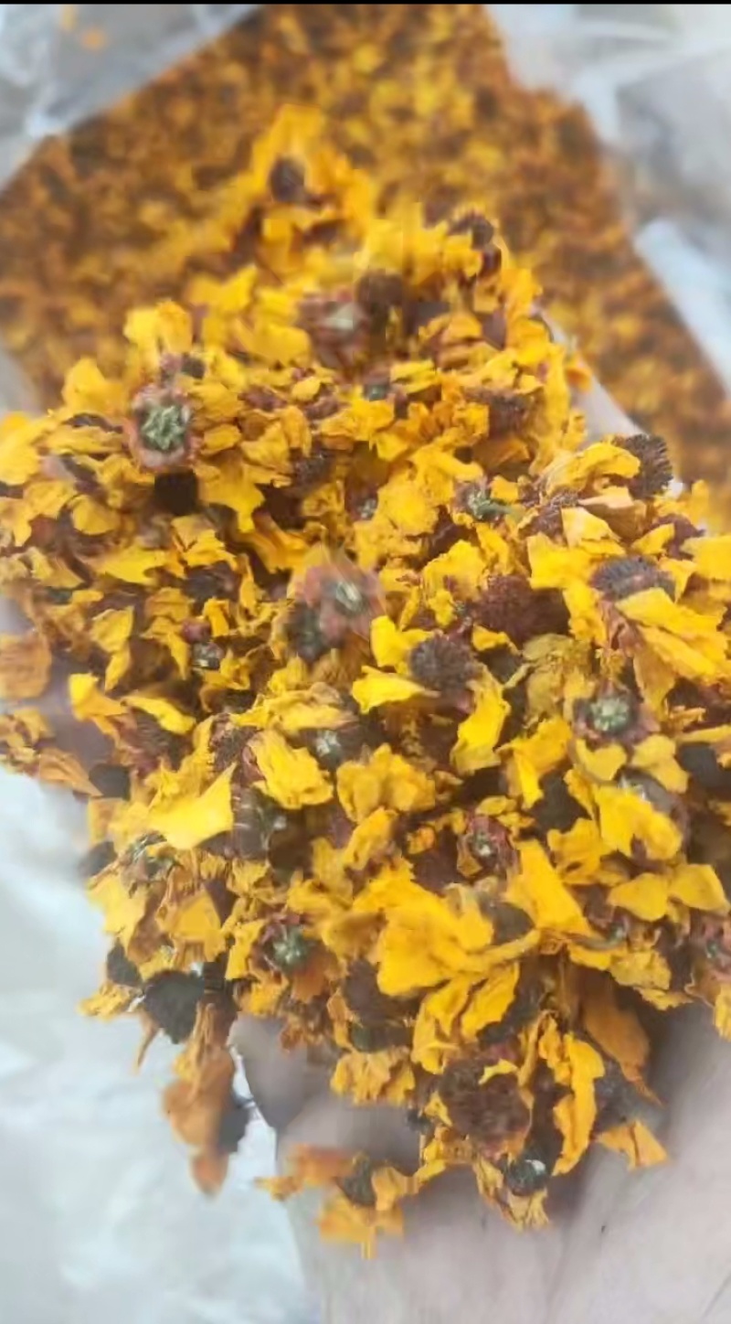 昆仑雪菊