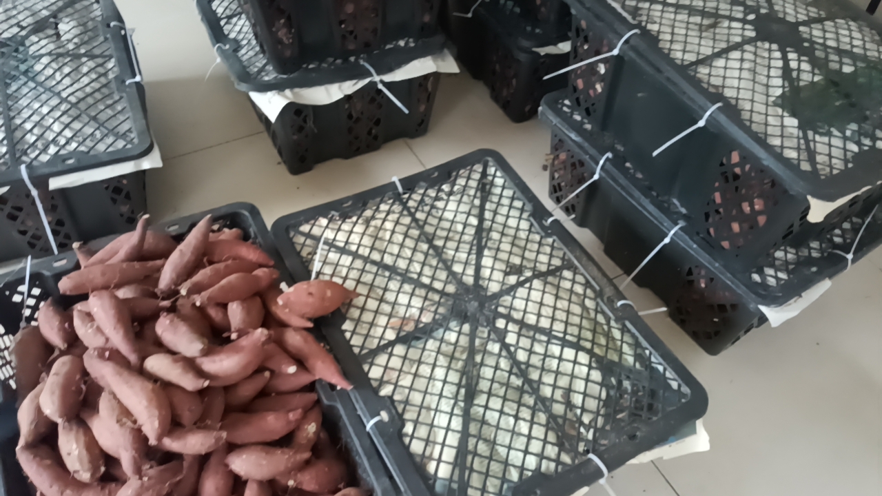 红薯储存示意图