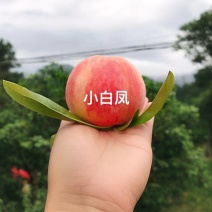 小白凤水蜜桃小白凤水蜜桃