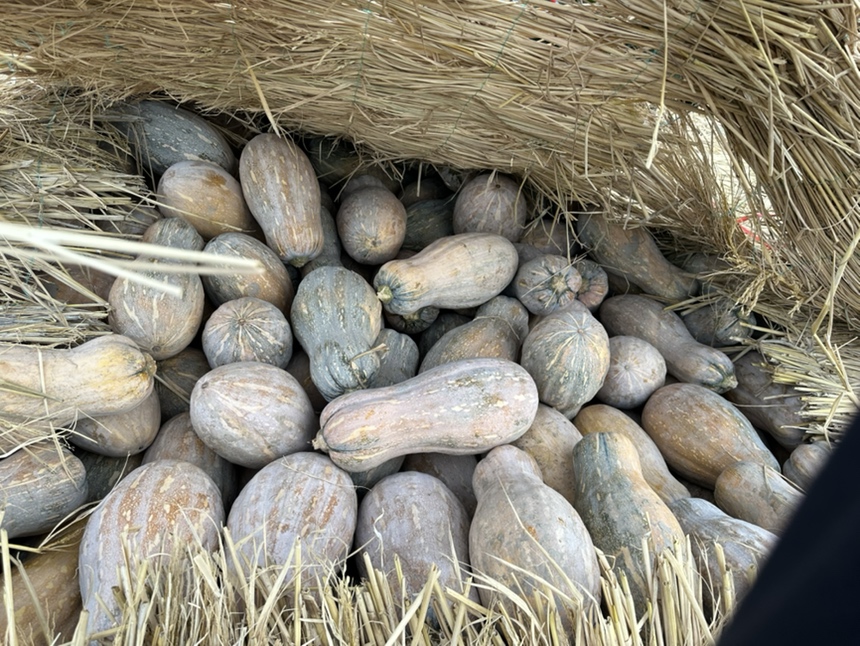 蜜本南瓜果实特写