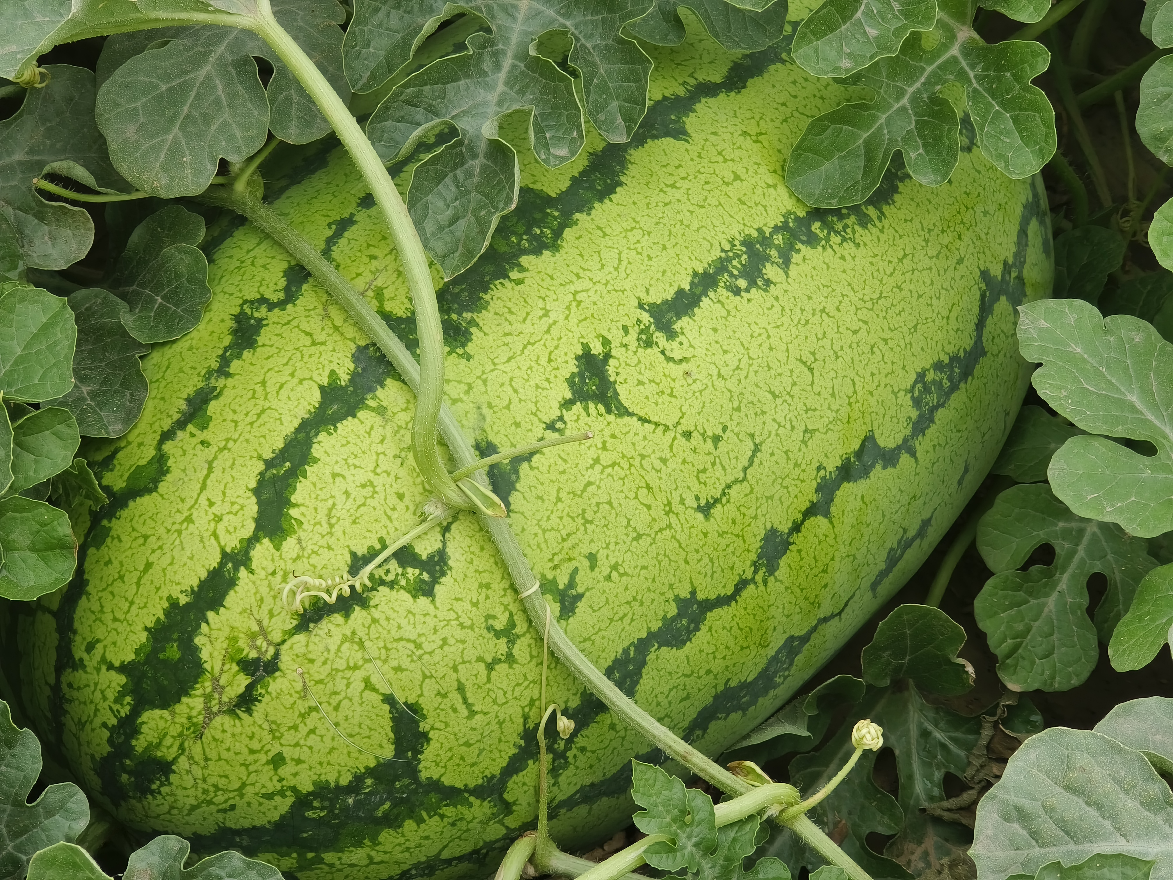 金城5号西瓜整体外观