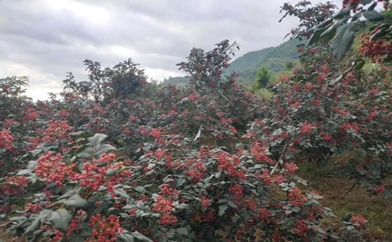 甘肃天水花椒